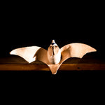 Sleeping Big-eared Bat